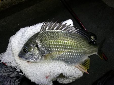 南港カモメ大橋釣行 （小キビレ、小メジナ、ガシラ釣果）