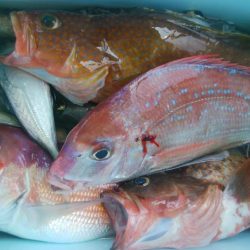 第二美丸　五目釣り