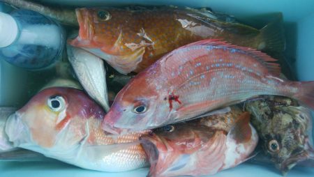 第二美丸　五目釣り