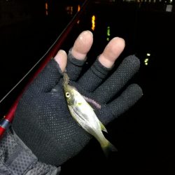 南港フェリーヘチ釣り (小キビレ、小シーバス釣果のみ)