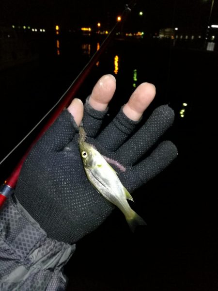 南港フェリーヘチ釣り (小キビレ、小シーバス釣果のみ)