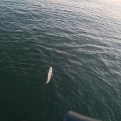 キスが釣れましたー