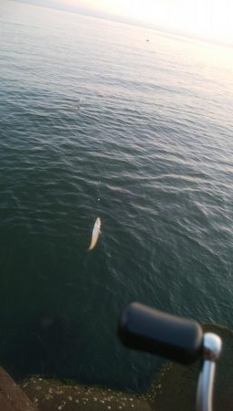 キスが釣れましたー