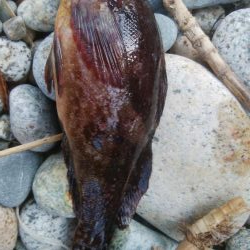 キスの他にアイナメが釣れましたー