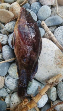 キスの他にアイナメが釣れましたー