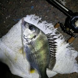 南港カモメ大橋ヘチング釣行 (キビレ33cmと小キビレ釣果のみっす(笑))