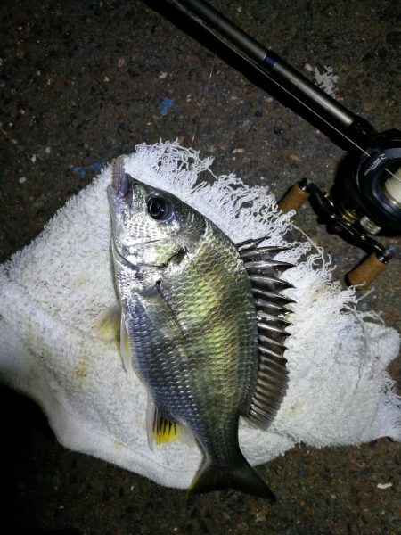 南港カモメ大橋ヘチング釣行 (キビレ33cmと小キビレ釣果のみっす(笑))