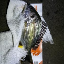 南港カモメ大橋釣行 (真チヌ48cm再び。。その他釣果有り(笑)