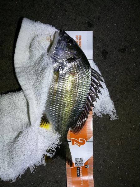 南港カモメ大橋釣行 (真チヌ48cm再び。。その他釣果有り(笑)