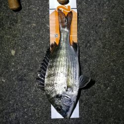 南港フェリーヘチ釣り (ミニ真チヌ、小キビレ他釣果)