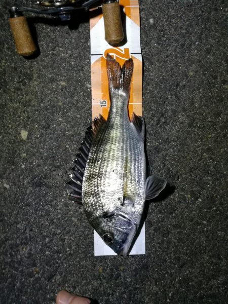 南港フェリーヘチ釣り (ミニ真チヌ、小キビレ他釣果)