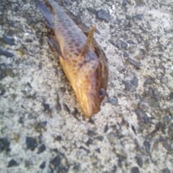 ヘチ釣りでハタ！ハタ！ハタ！