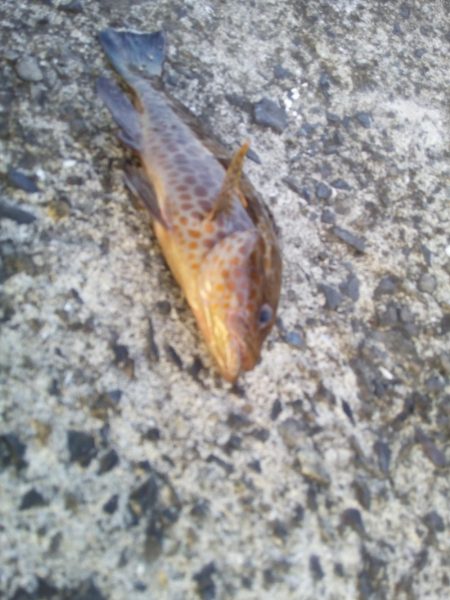 ヘチ釣りでハタ！ハタ！ハタ！