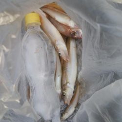 キス好調です！