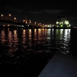 南港カモメ大橋釣行 (真チヌ40cm、小キビレ釣果有りマス)