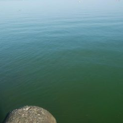 キス釣れましたー