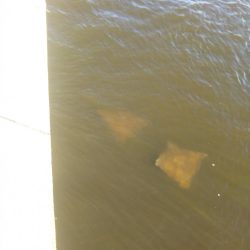 南港シーサイドコスモ