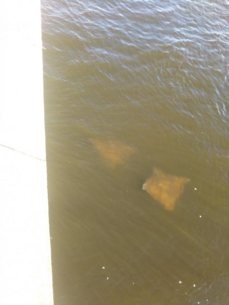 南港シーサイドコスモ