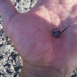 ヘチ釣りでヘダイ48ｃｍ！ワームでマダイ！