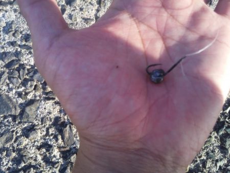 ヘチ釣りでヘダイ48ｃｍ！ワームでマダイ！