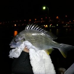 南港フェリーのヘチ釣り (小キビレ釣果のみです)