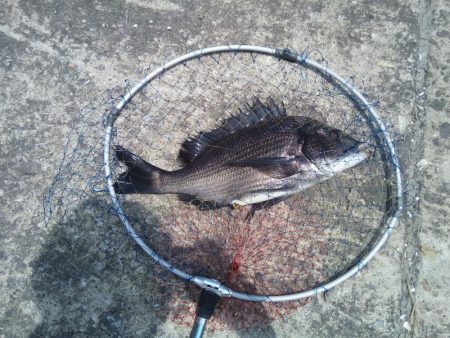 ヘチ釣りでチヌ