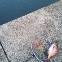 ヘチ釣りで良型マダイ!