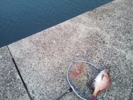 ヘチ釣りで良型マダイ!