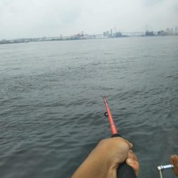 南港シーサイドコスモでサビキ好調