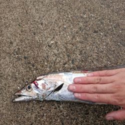 予想より大きいやつがキター