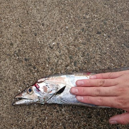 予想より大きいやつがキター