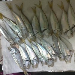 セイゴ、アジその他