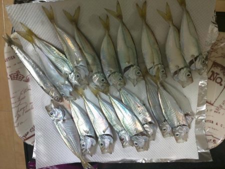 セイゴ、アジその他