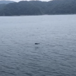 小浦一文字、ポッパーに好反応