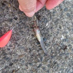 天ぷら狙いのキスは不発