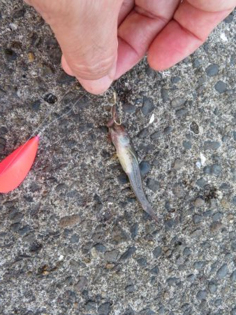 天ぷら狙いのキスは不発