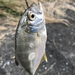 ガッシーマンションの沖には！