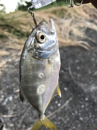 ガッシーマンションの沖には！