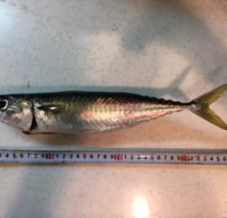 ショアジギング