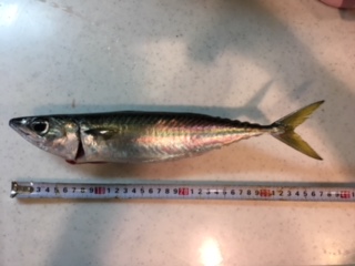 ショアジギング