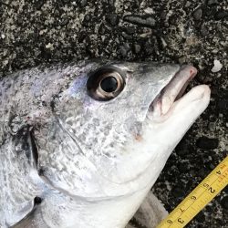 サナギフカセナイト2nd