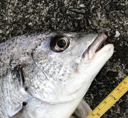 サナギフカセナイト2nd