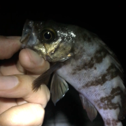 サマーメバリング