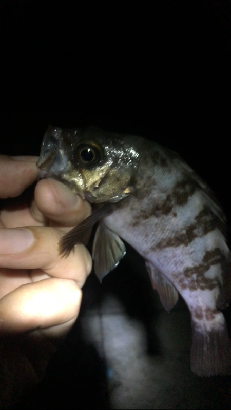 サマーメバリング