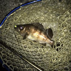 メバル・シーバス