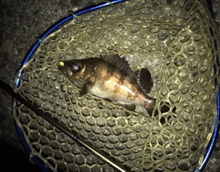 メバル・シーバス