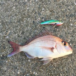 沼島　ショアジギング