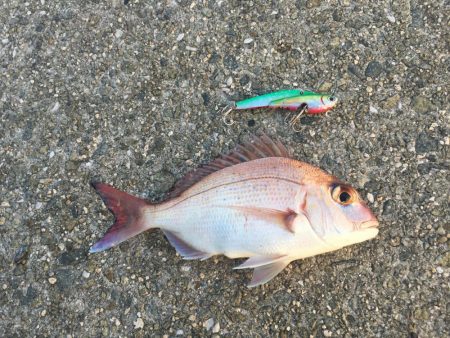 沼島　ショアジギング