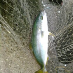 ライトショアジギング