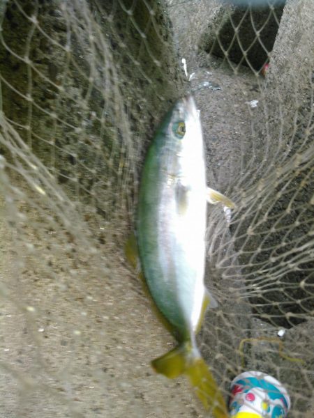 ライトショアジギング